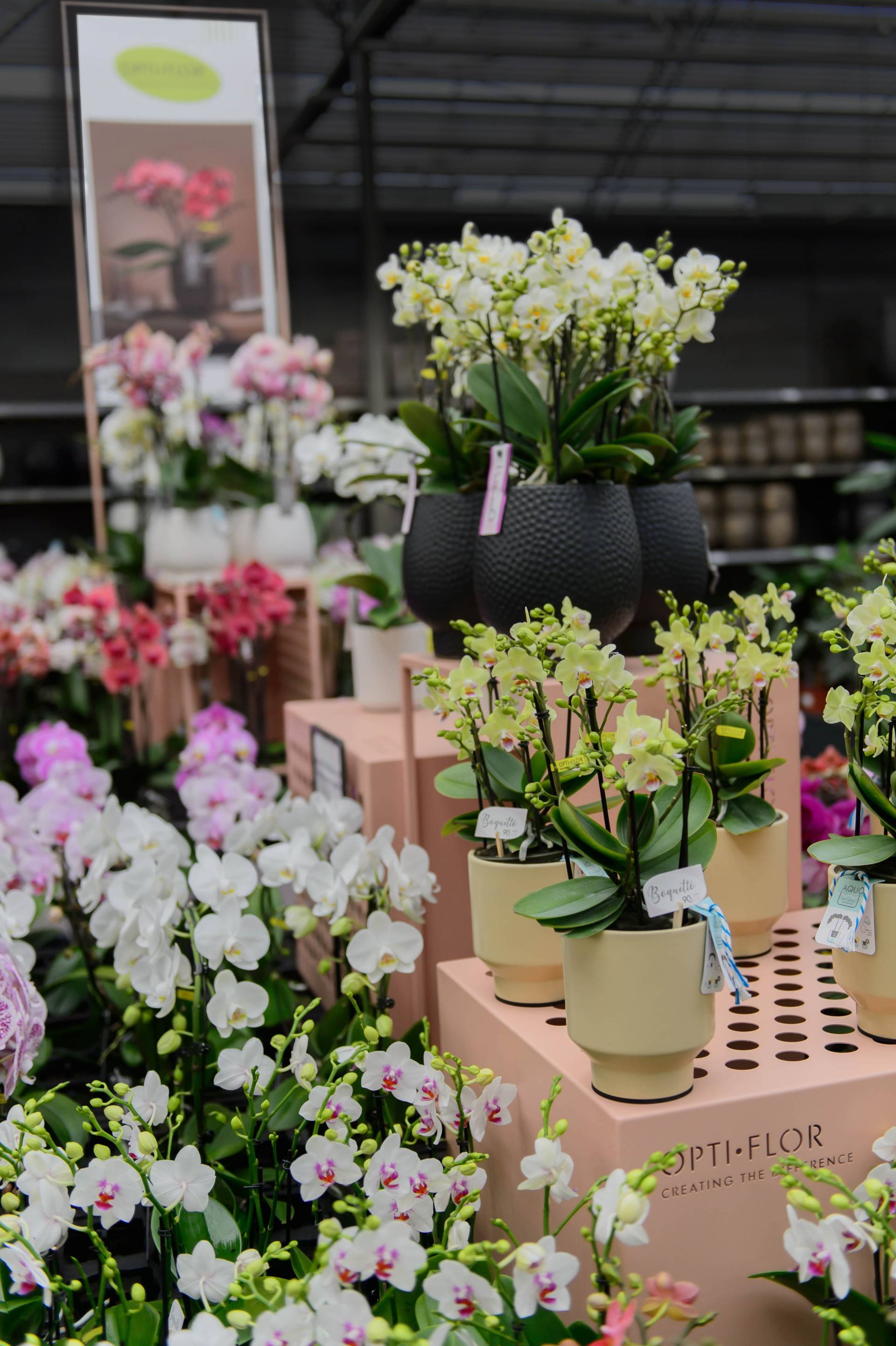 verschillende kleuren orchideeën van kwekerij opti-flor in tuincentrum
