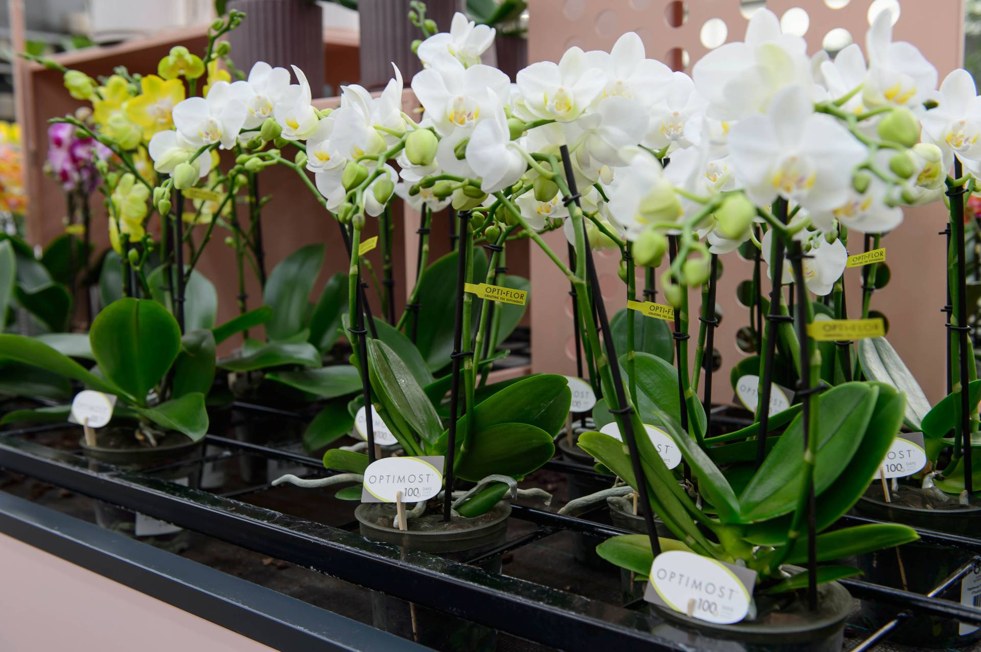grote witte vlinderorchideeën op een rij van kwekerij opti-flor
