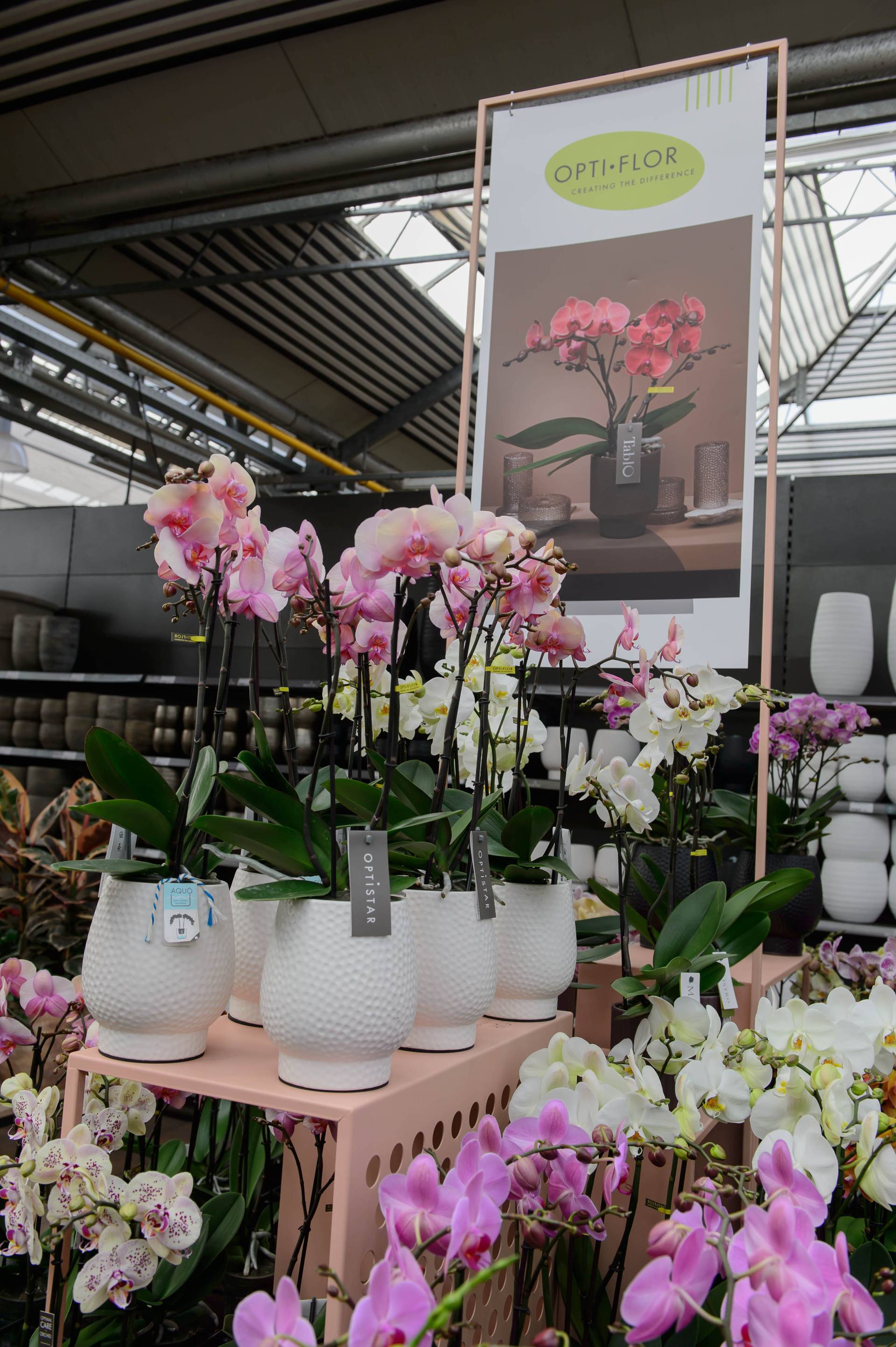 orchideeën in roze en wit van opti-flor