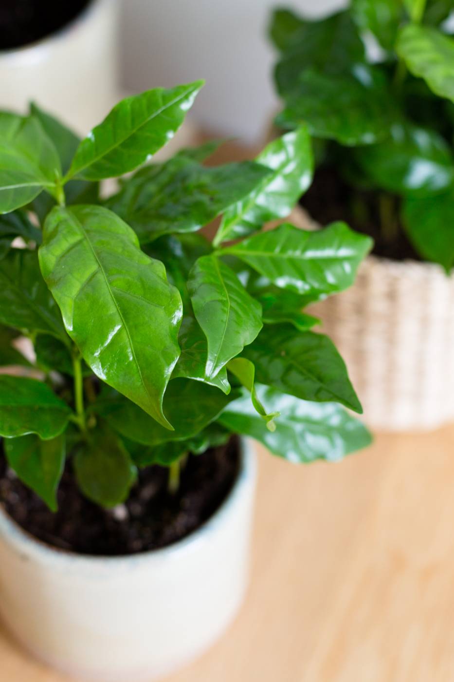 coffea arabica, koffieplant