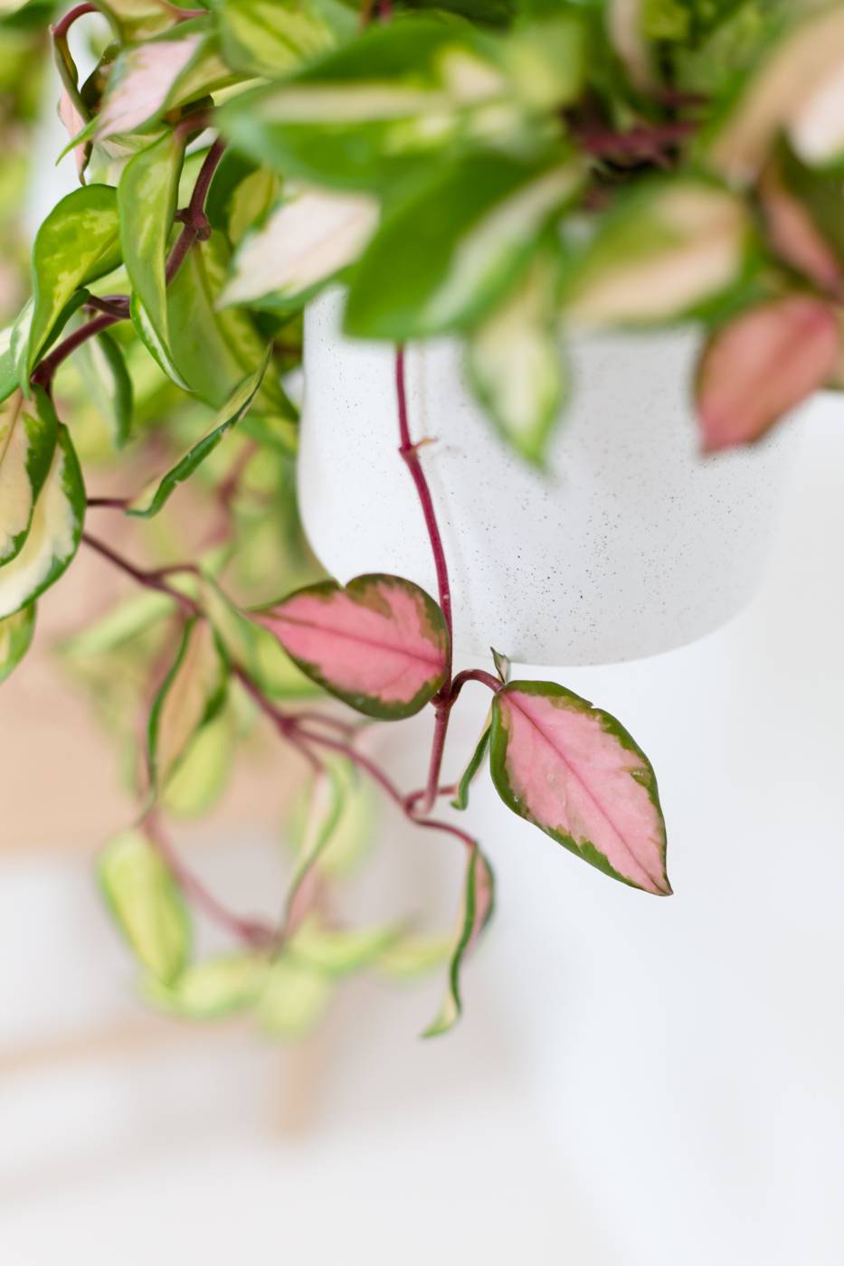 MWPD-RozePlanten-LR-7230