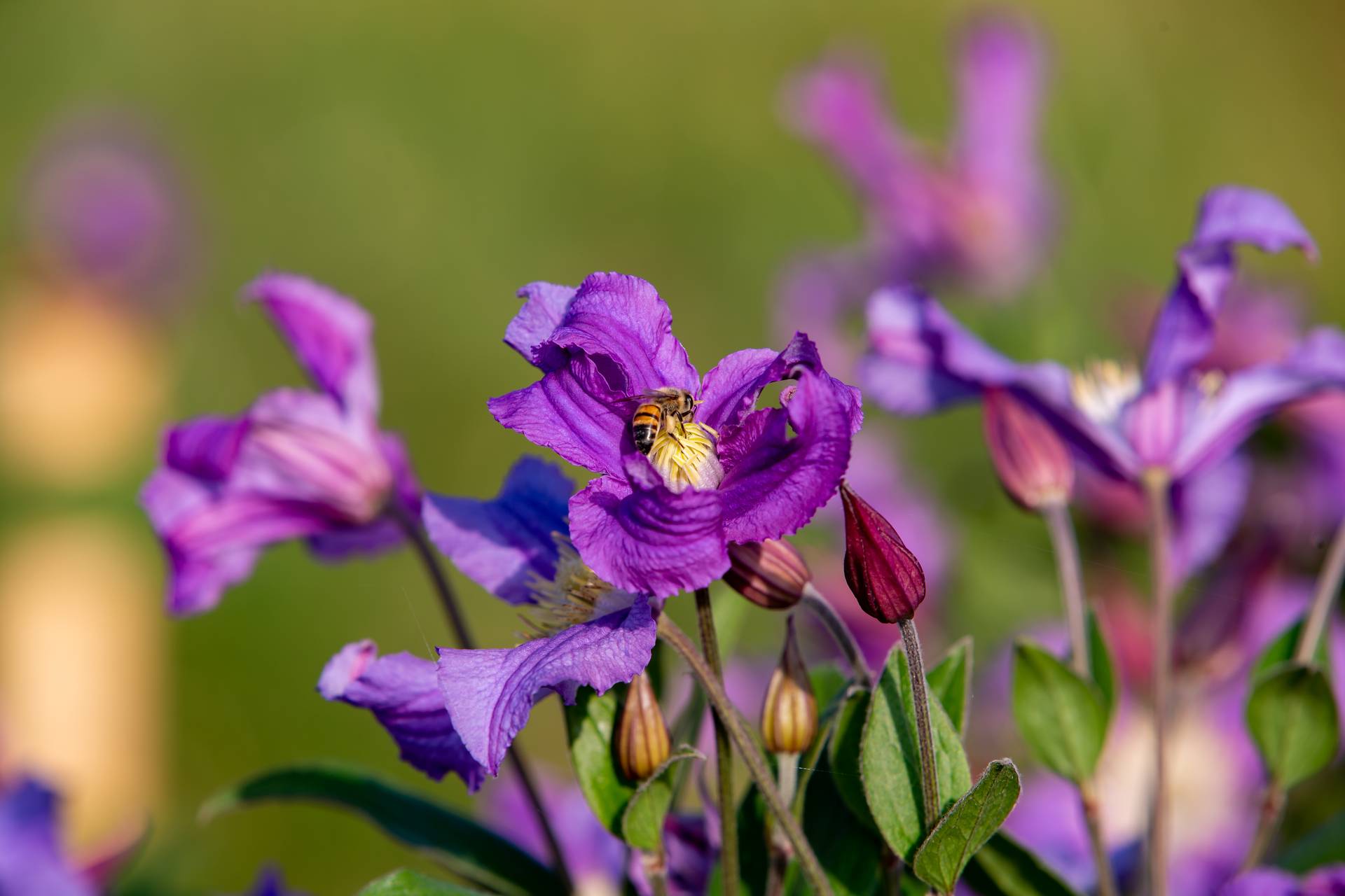 wesp op paarse clematis van marginpar