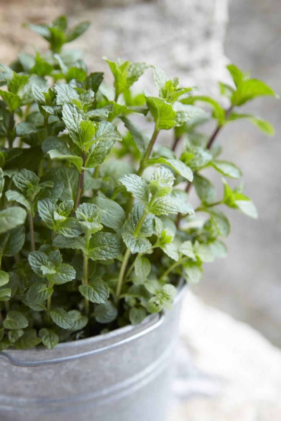 Minze Pflanzenfreude.de - 27f0302f-0954-42d8-99f0-9aeca1f8ffd7