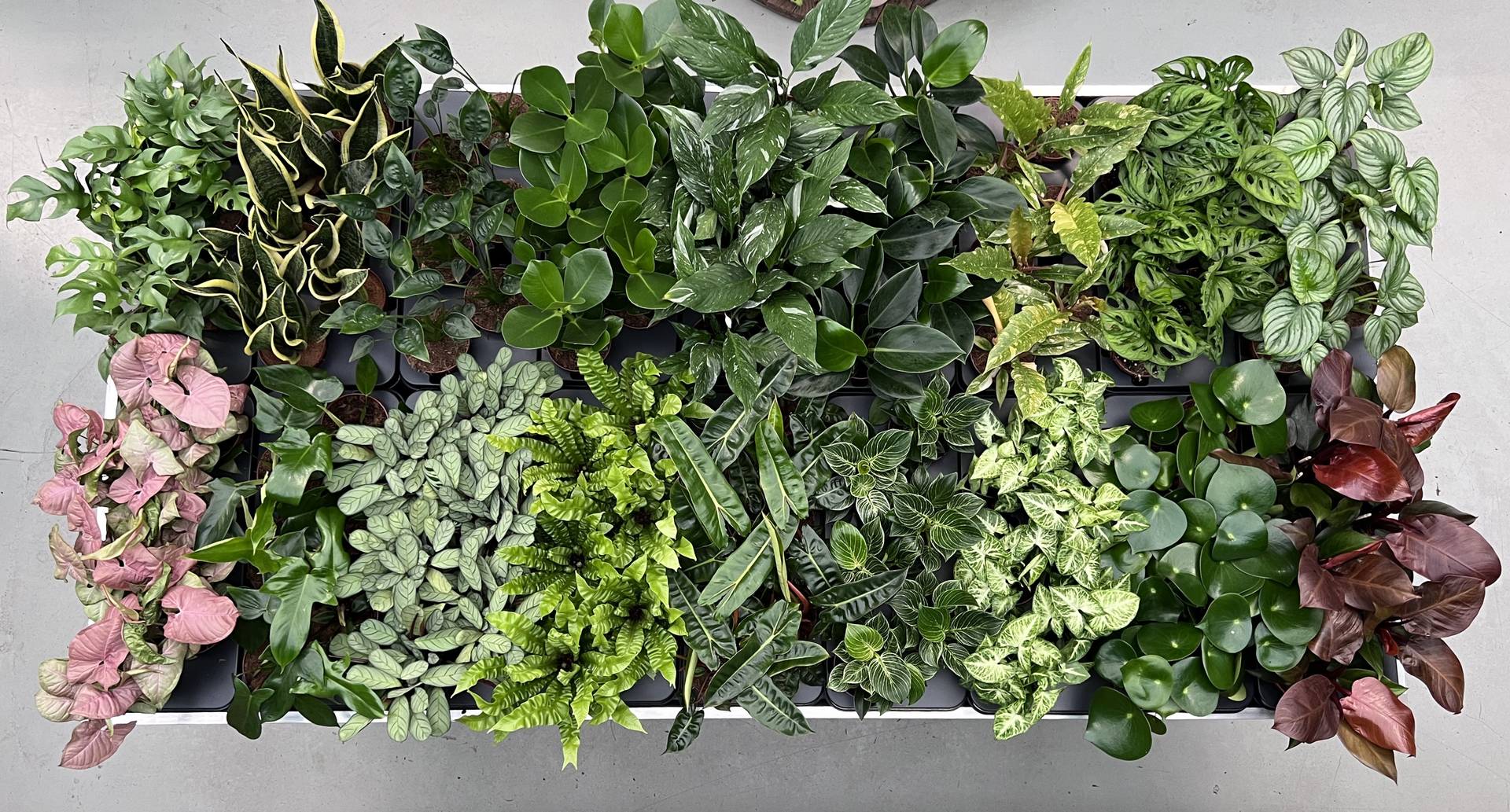 Bovenaanzicht van Monstera's en andere kamerplanten die VDE plant kweekt