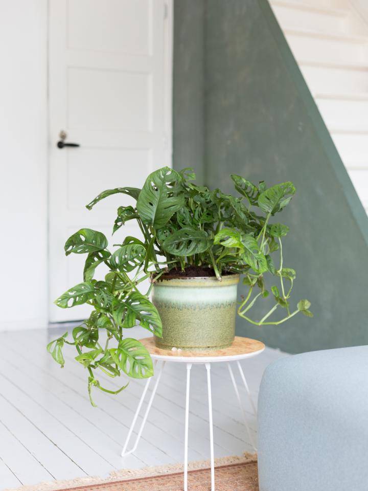 Monstera Monkey Leaf