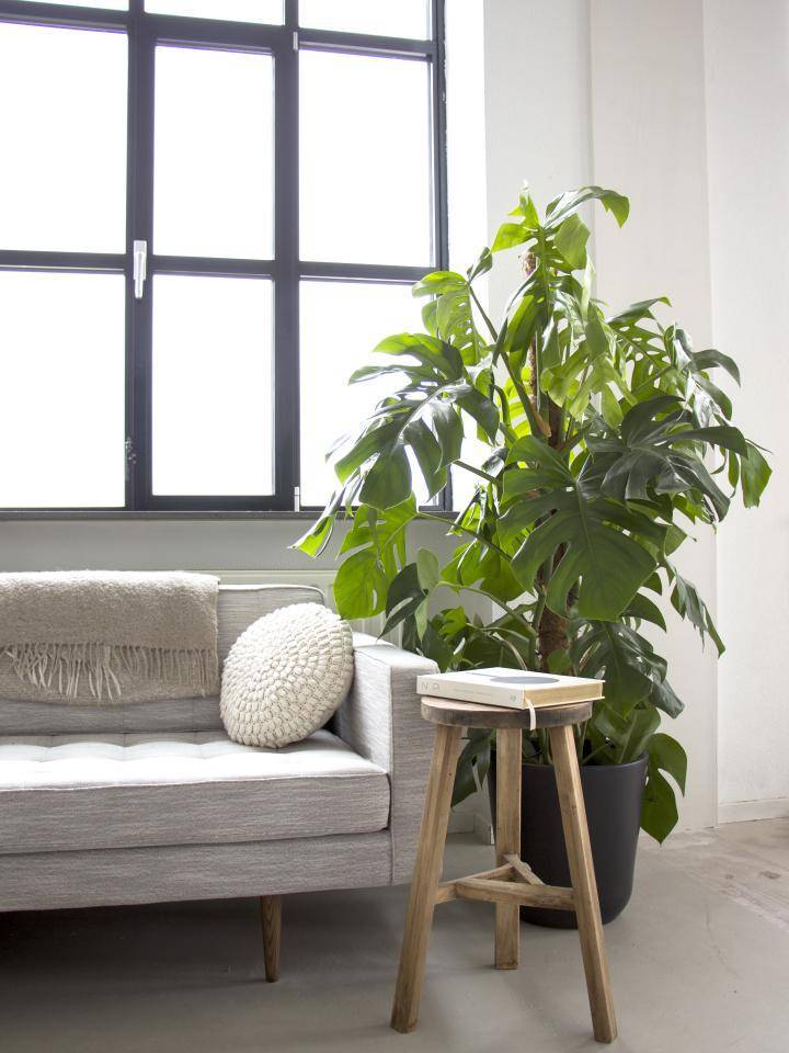 monstera in woonkamer