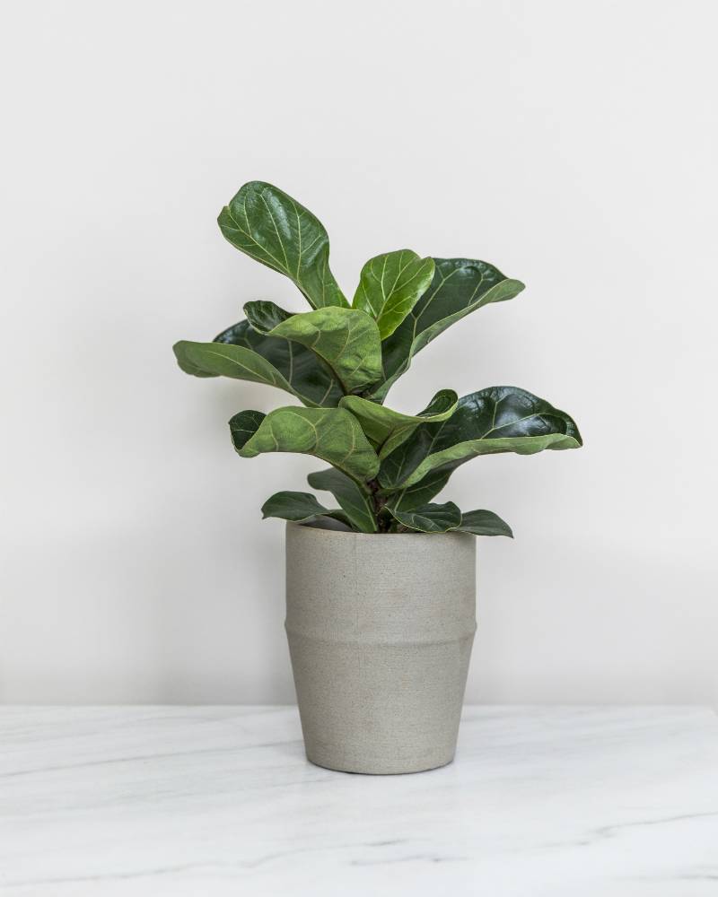 None - 0049fe25-294b-437d-b9ea-53c936fd115b