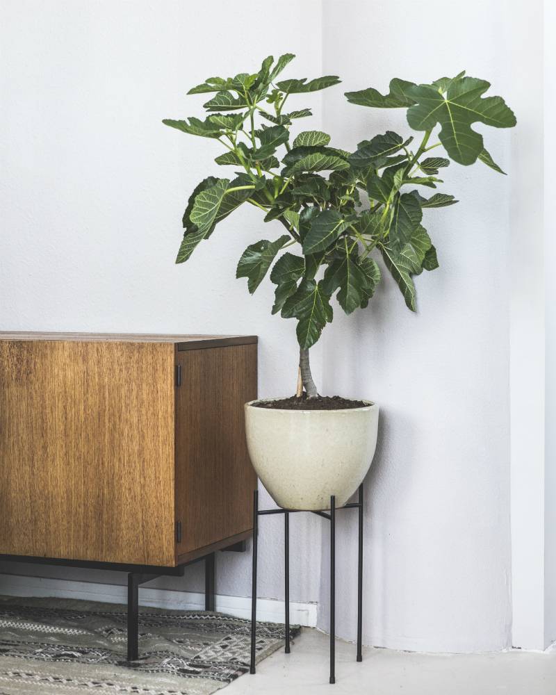 vijgenboom kamerplant