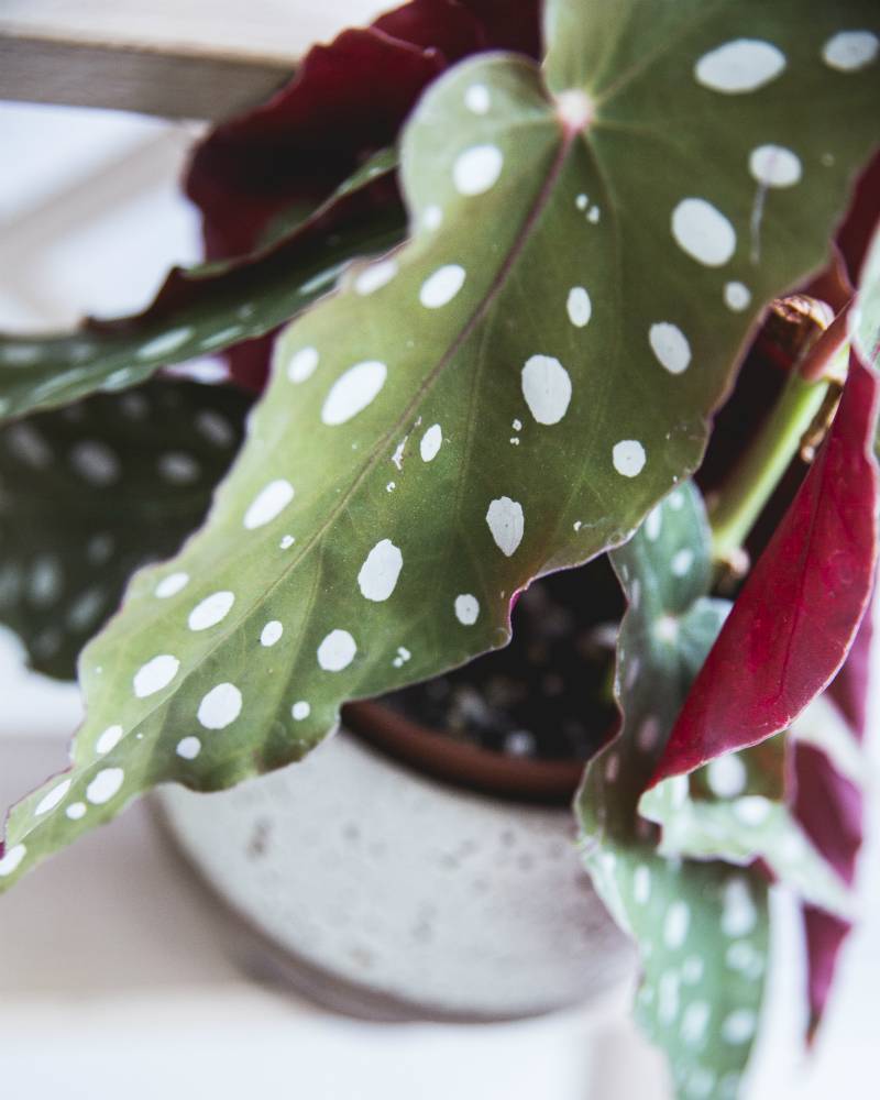 Begonia maculata