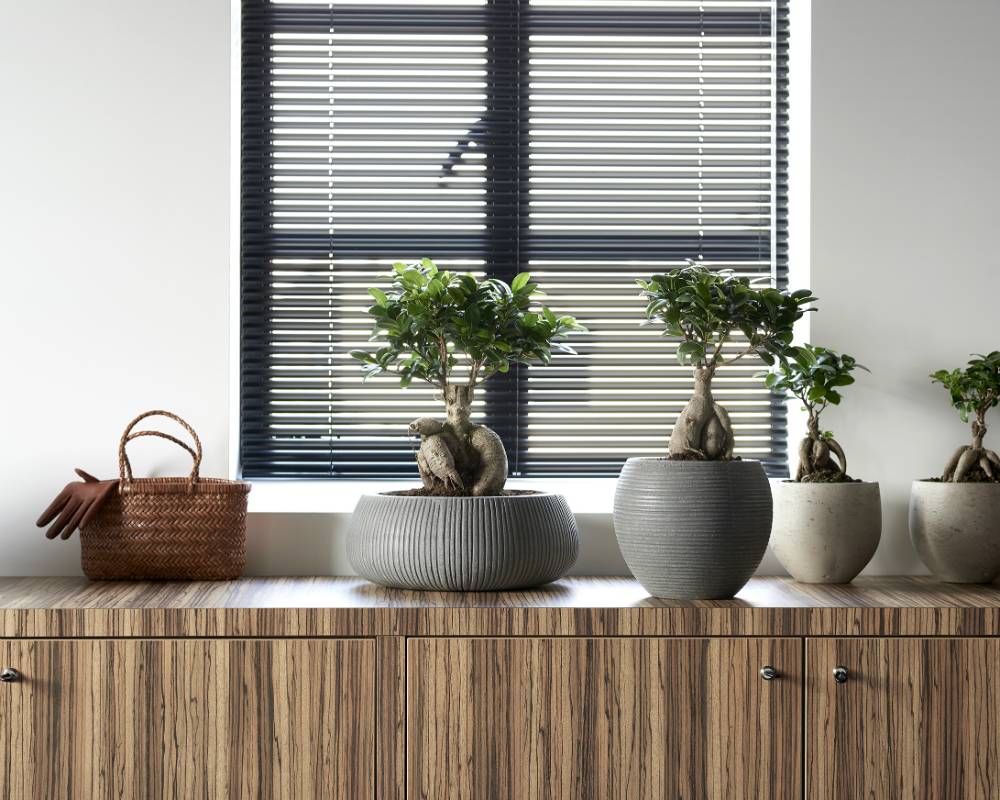 Ficus Ginseng