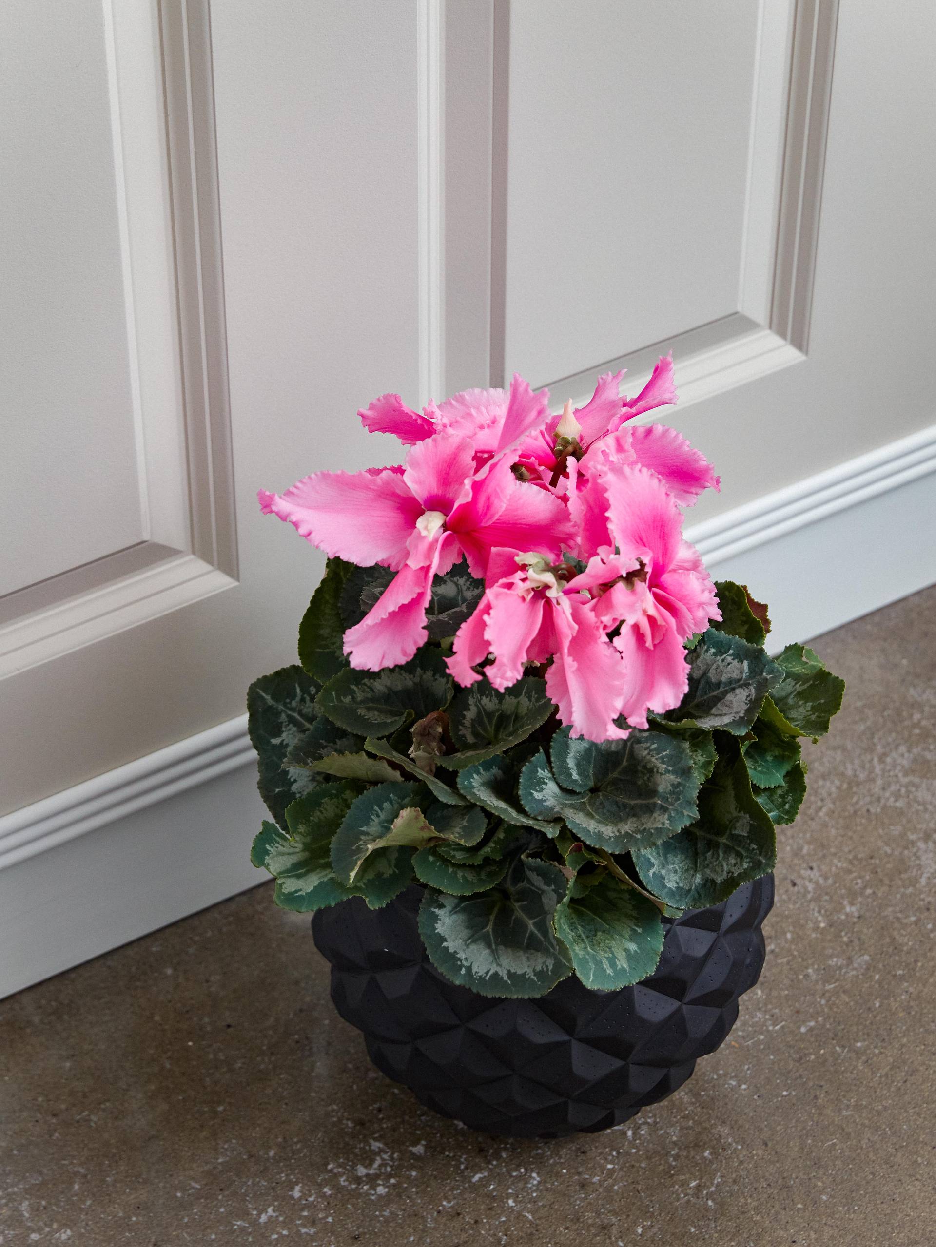 None - 0d8d4a9d-548f-4881-b261-291a73483fdc