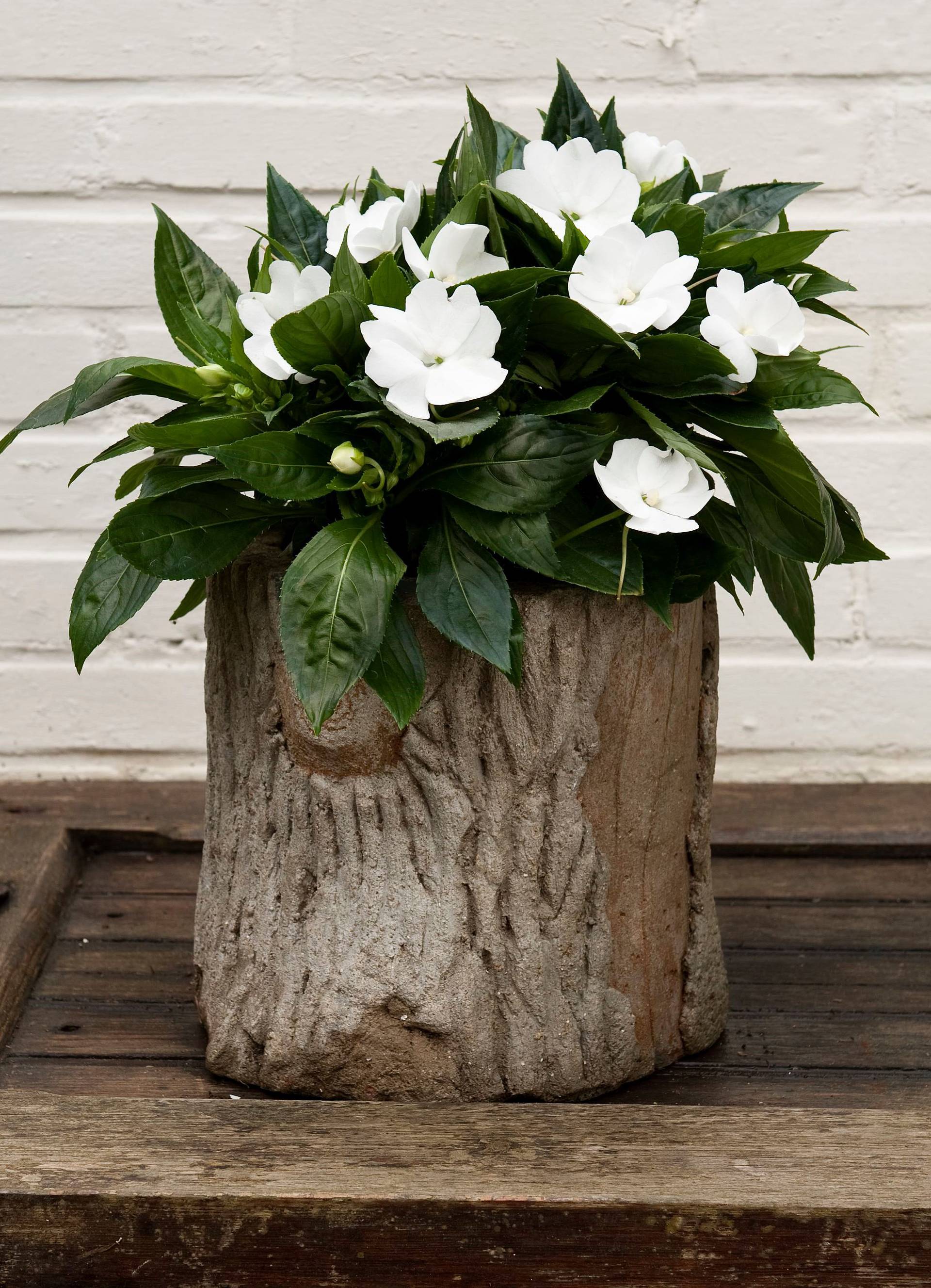 None - 1a0709ab-d446-4ca7-ae4c-bf6a5ea32272