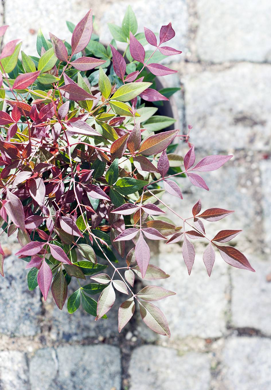 Nandina