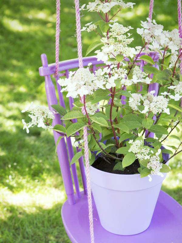Rispenhortensie - Plants & Flowers Foundation