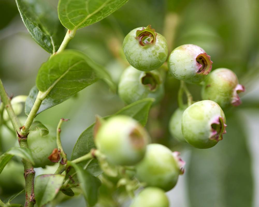 None - 397e2209-bfdd-418e-ba30-75815fbcb20f