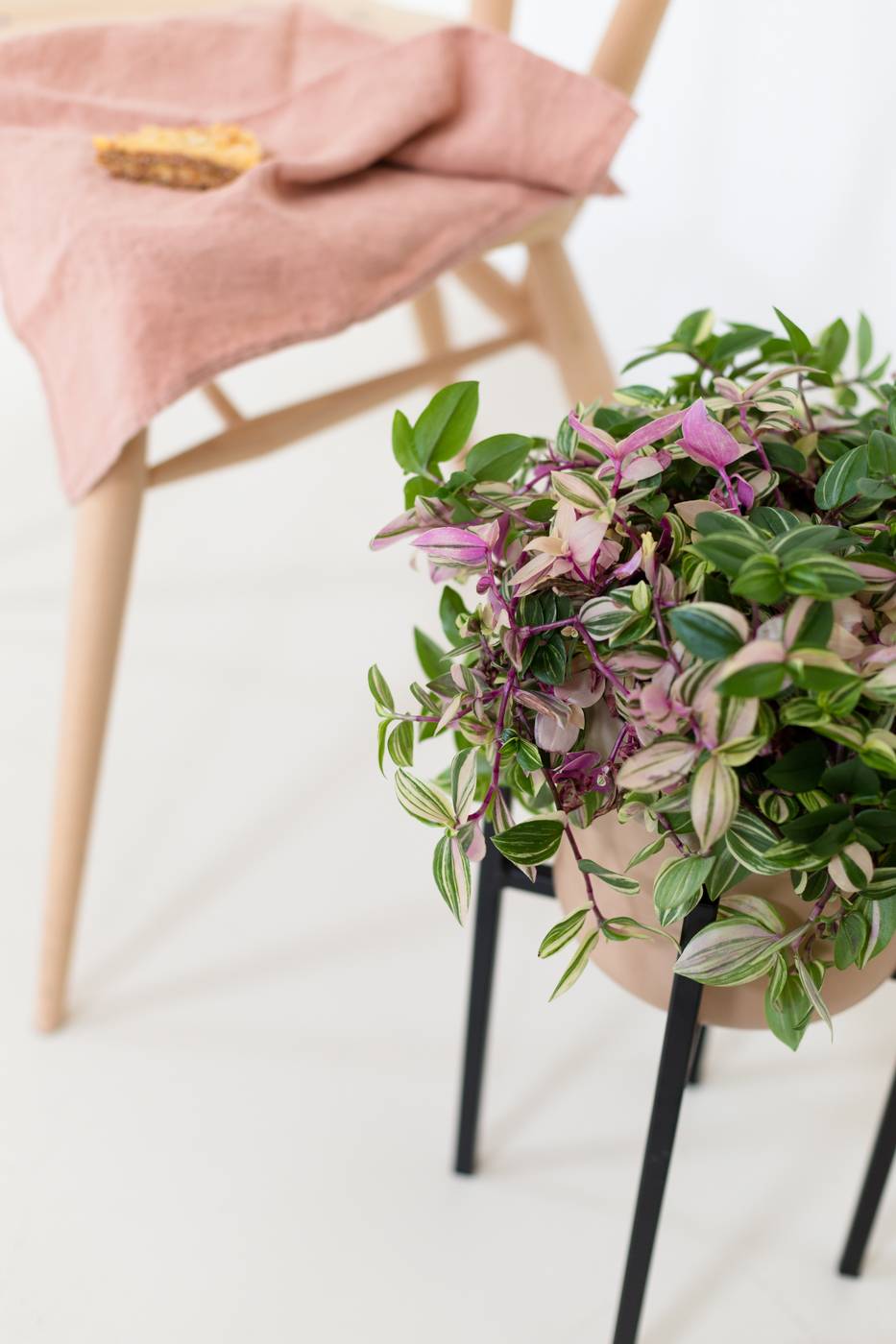 Tradescantia flum Quadricolor