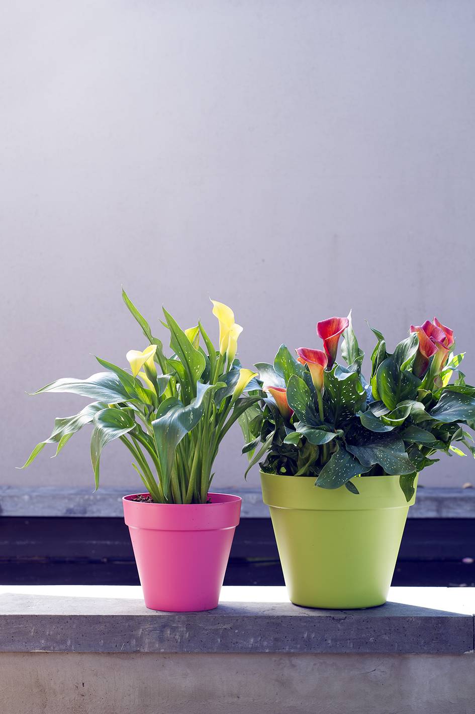 None - 492ccdf7-2ae6-43f0-89ba-041286ca3127