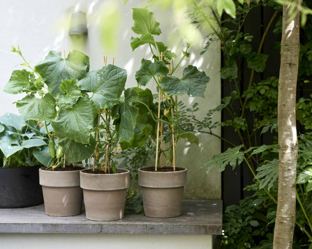 None - 5661d849-485a-4ac1-a3e5-3b0ee906c835