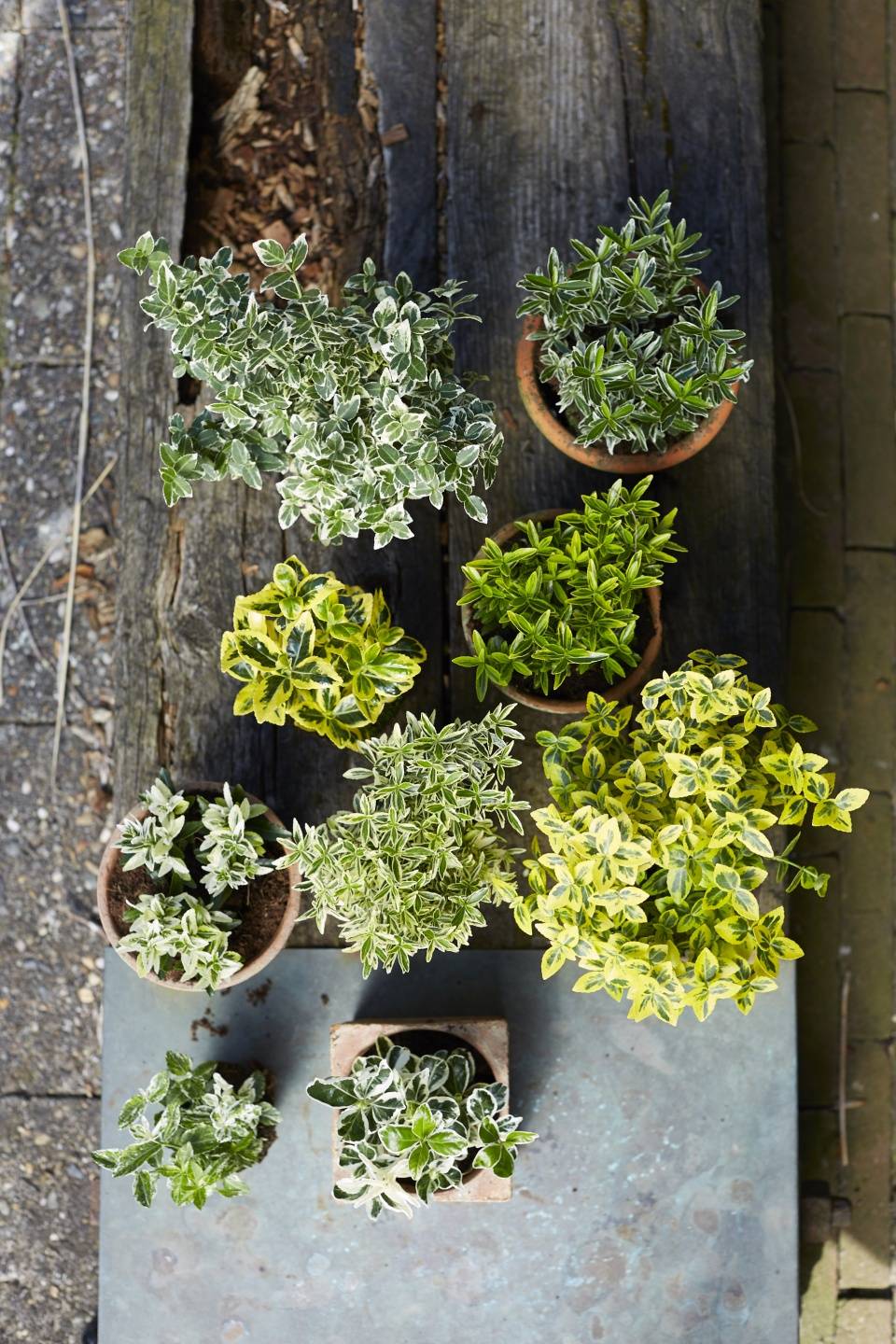 Fusain - Plants & Flowers Foundation