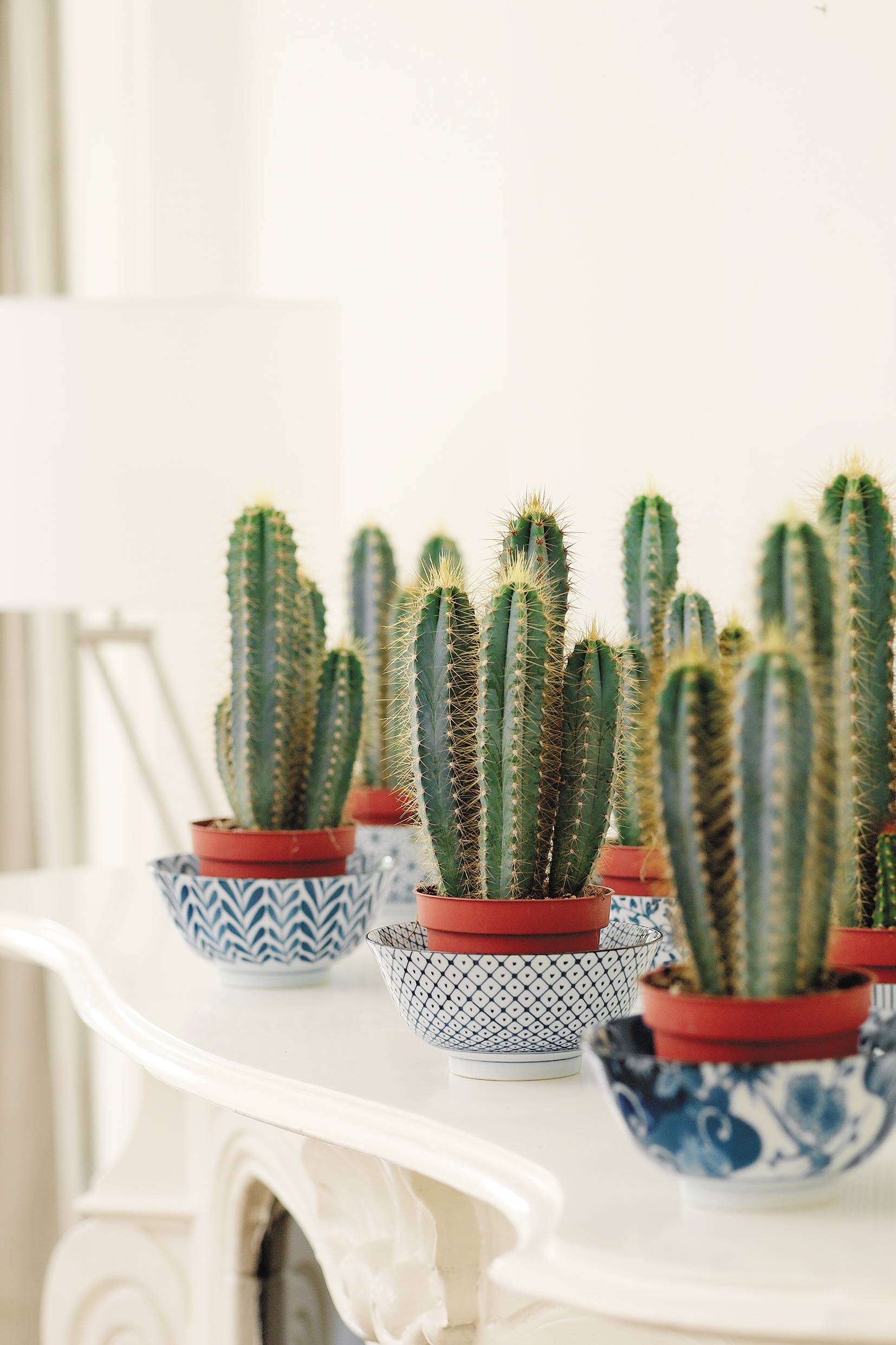 Cereus Hildmannianus