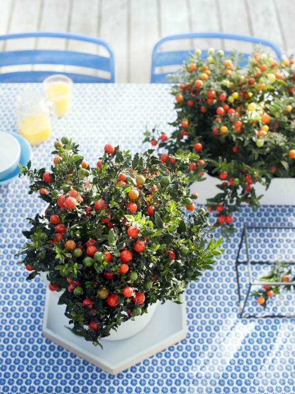 None - 61b36e99-97e2-4b3b-8c0d-128eda2fd9ef