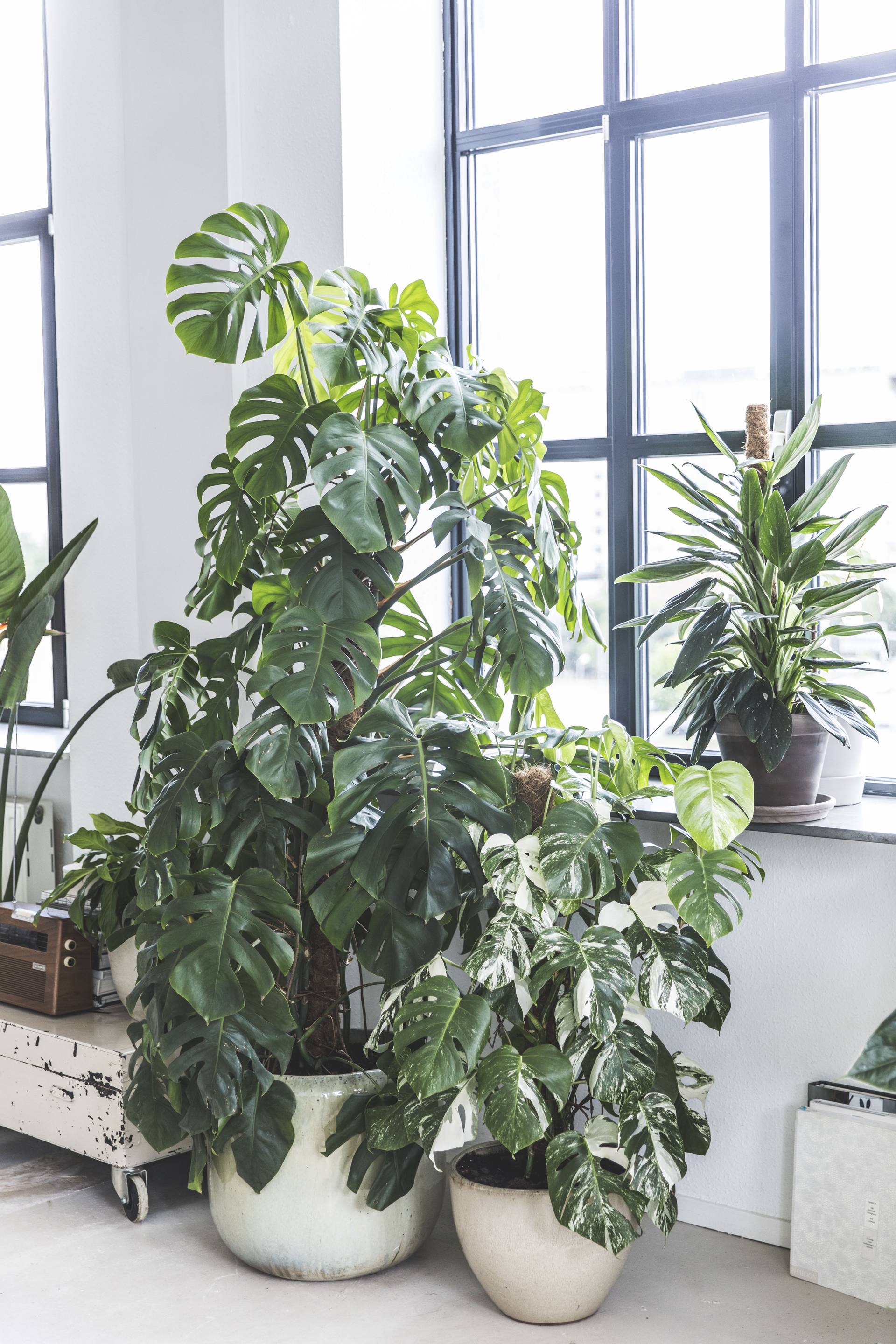 Monstera-planten in potten