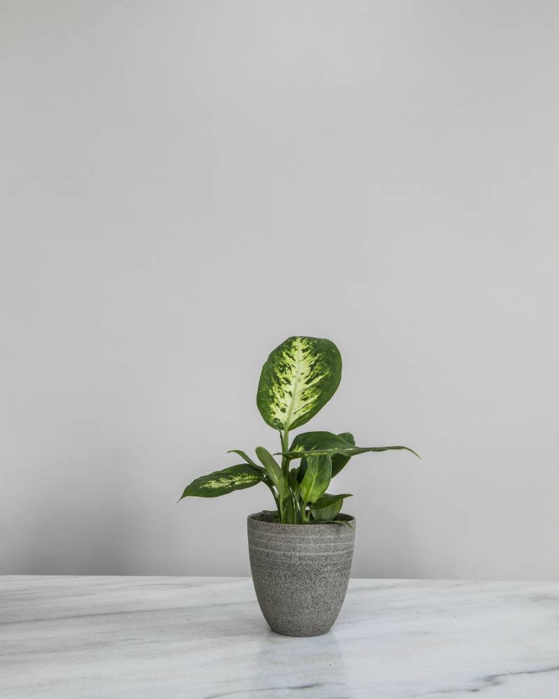 None - 6914eebc-879a-49a0-a25b-049e10c6a006