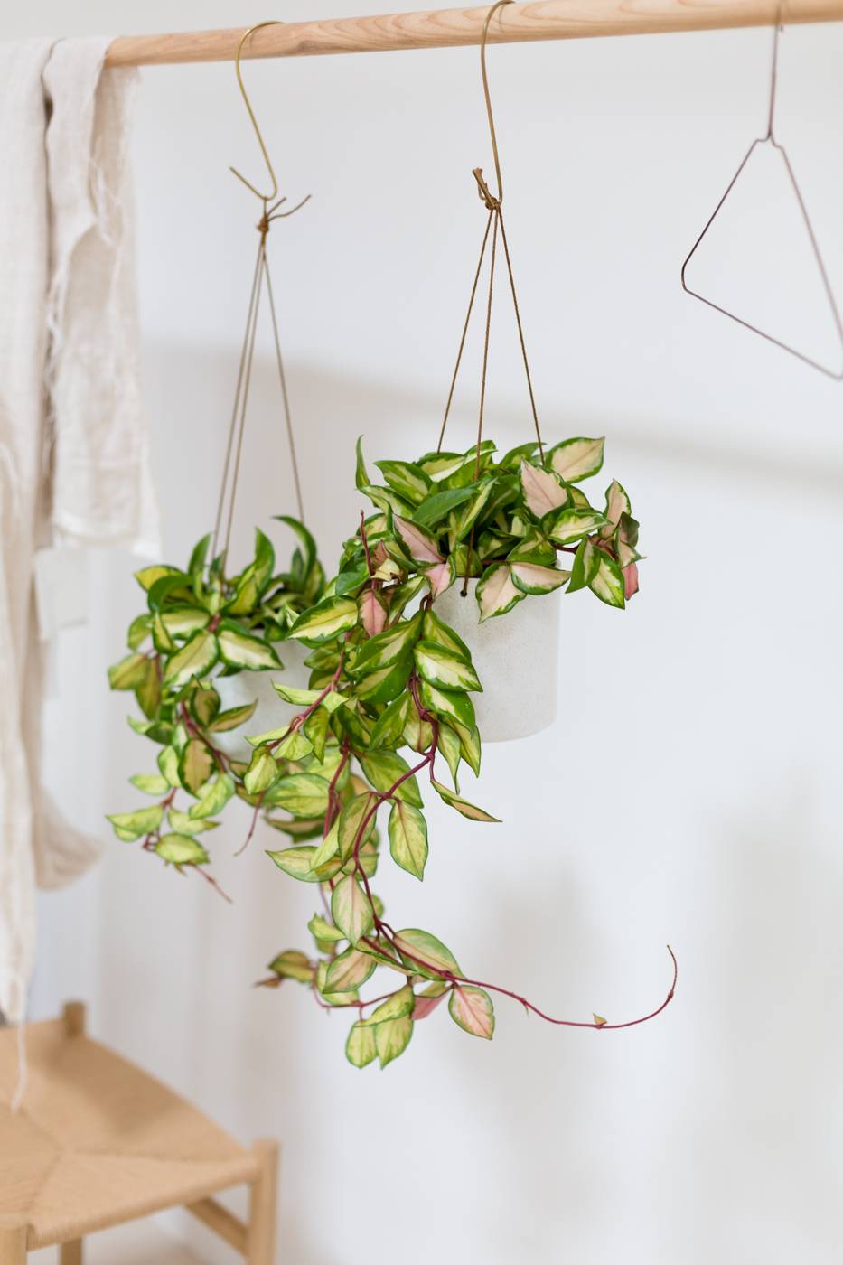 Hoya Carnosa Tricolor