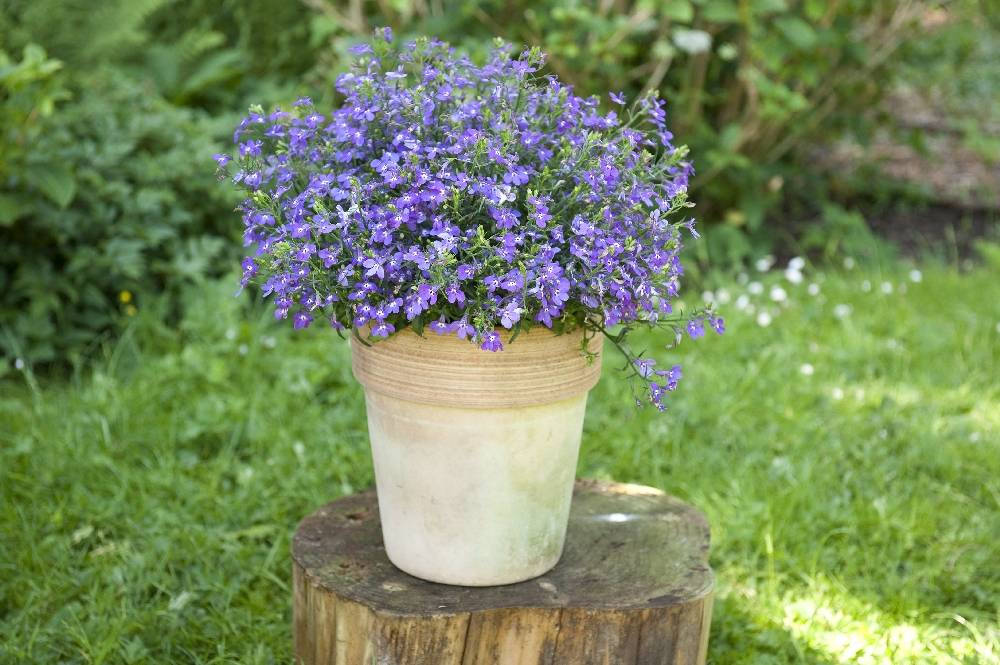 None - 69f354ee-f72c-4732-8751-ad3ba58aeb78