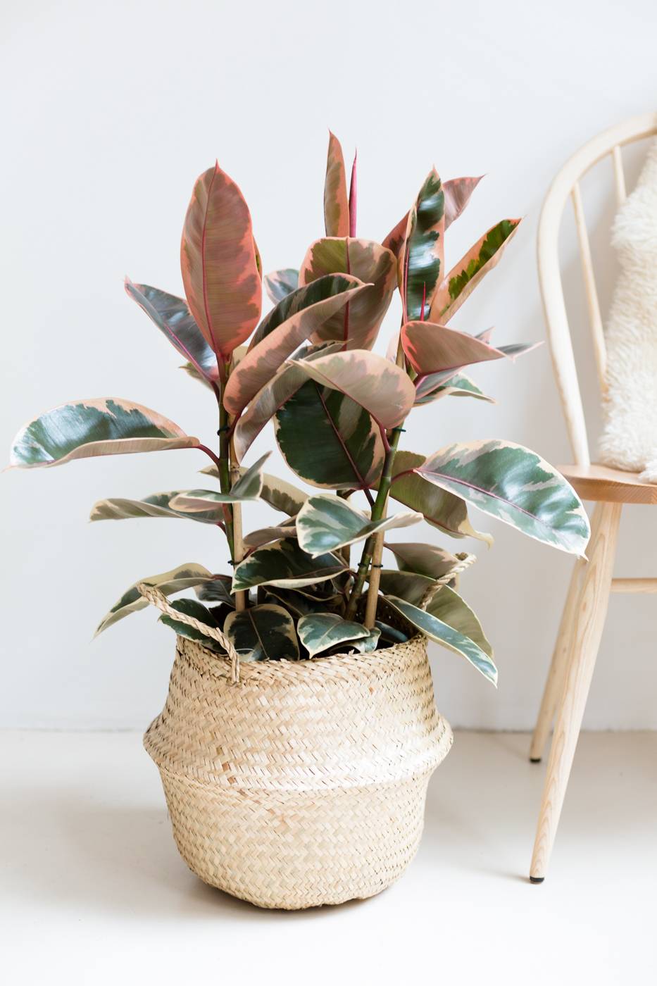 Ficus Elastica Belize