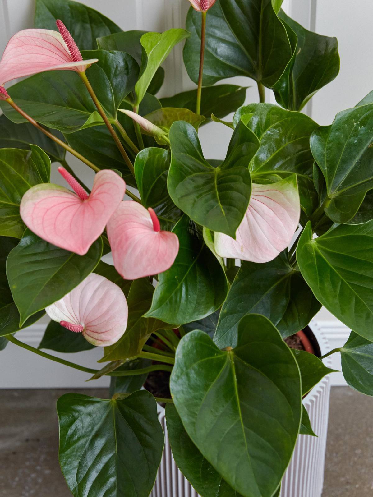 Anthurium rose