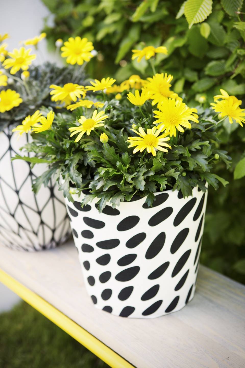 Bush Daisy - Plants & Flowers Foundation