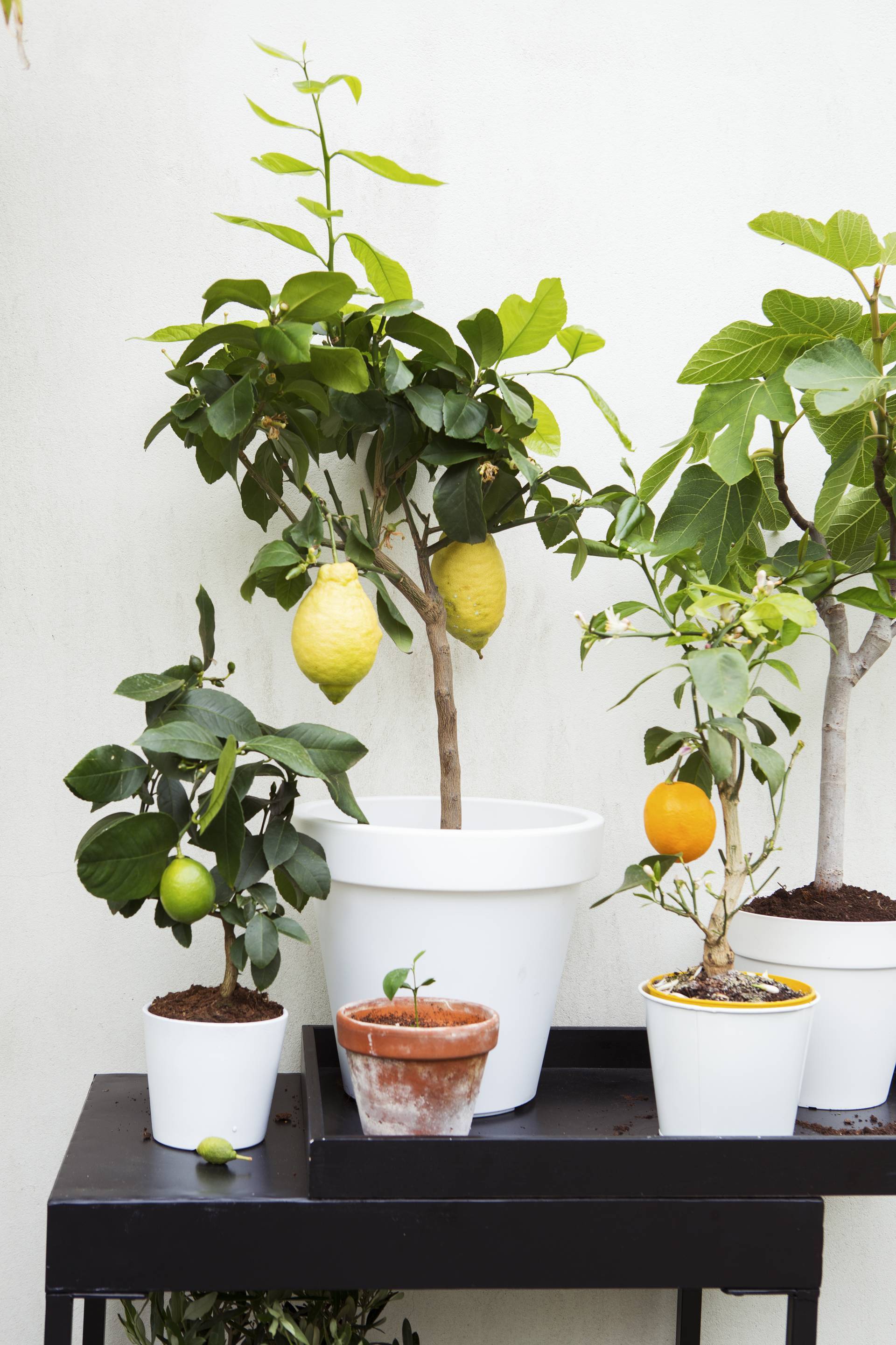 citrusplanten in pot