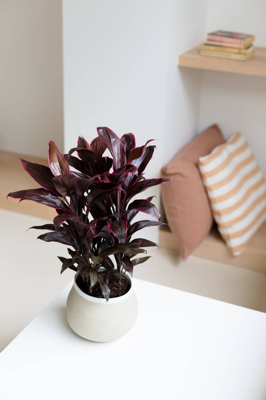 Cordyline fruti Mambo