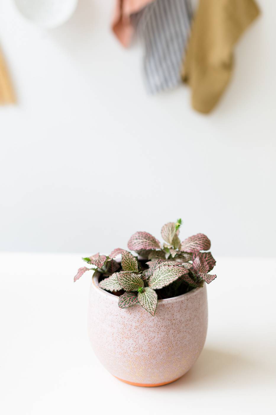 Fittonia Mosaic Pink Forest Flame