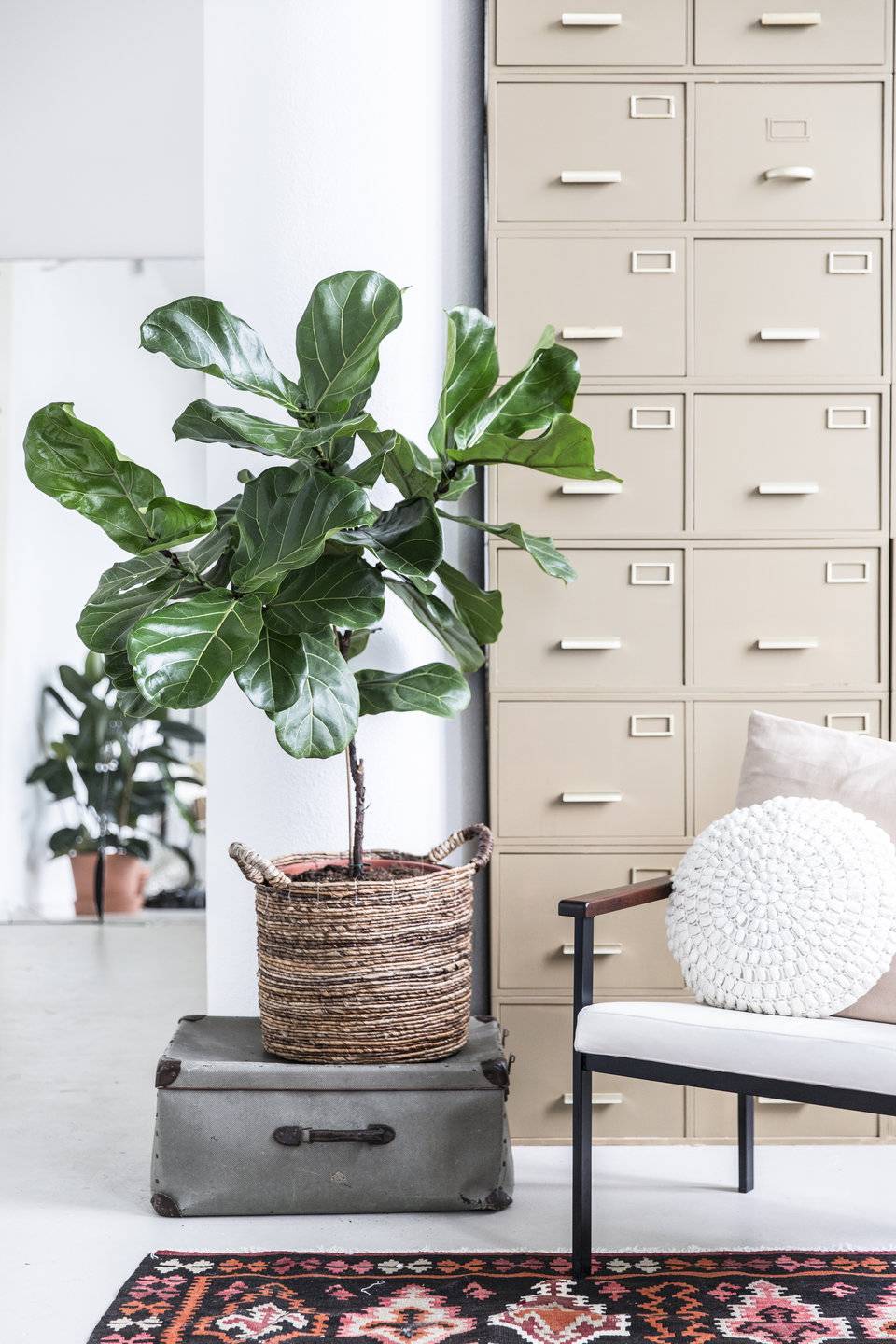 Ficus lyrata in mand