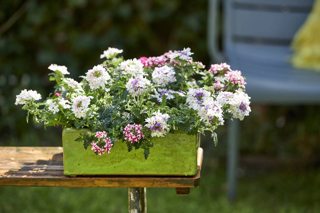 None - 96ddb08b-e952-43df-90c5-2765855306a6