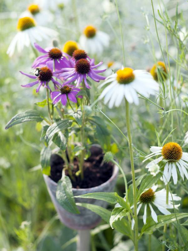 None - 98bbb840-062f-4397-880b-77020399d4e7