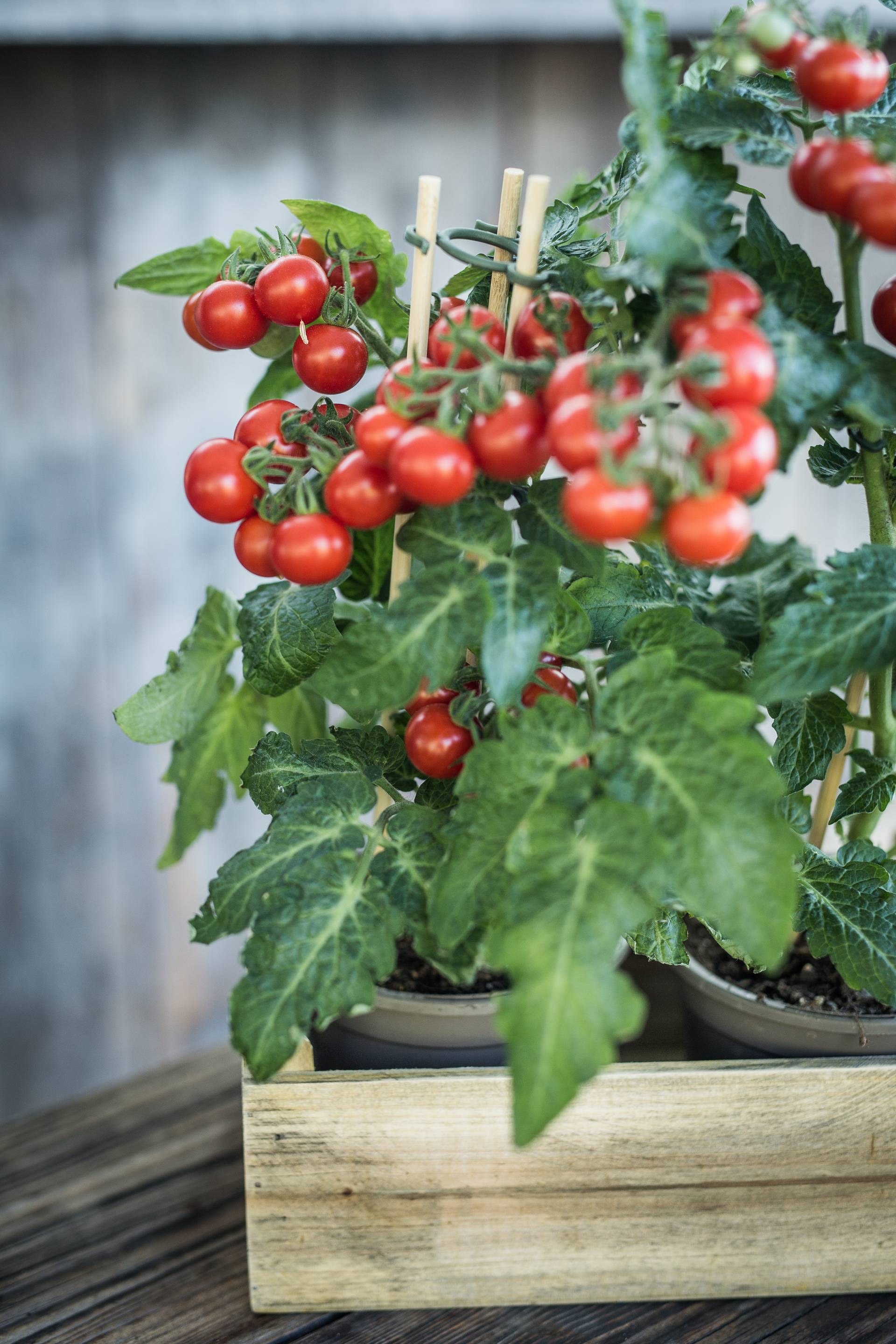 None - 9f52b6c0-f4ac-4684-a3ba-5ffd954a9b75