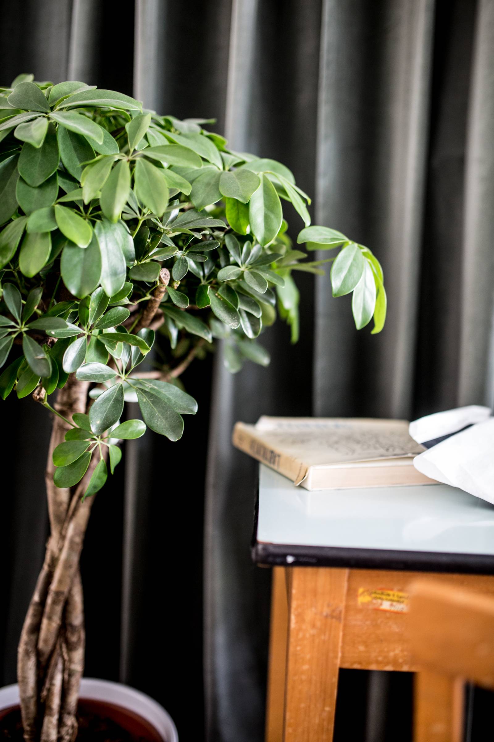 Schefflera kamerplant