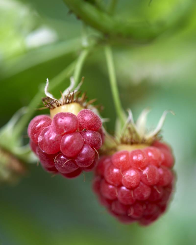 None - a95a0af8-c7b0-43cb-a340-2b7371fedd18