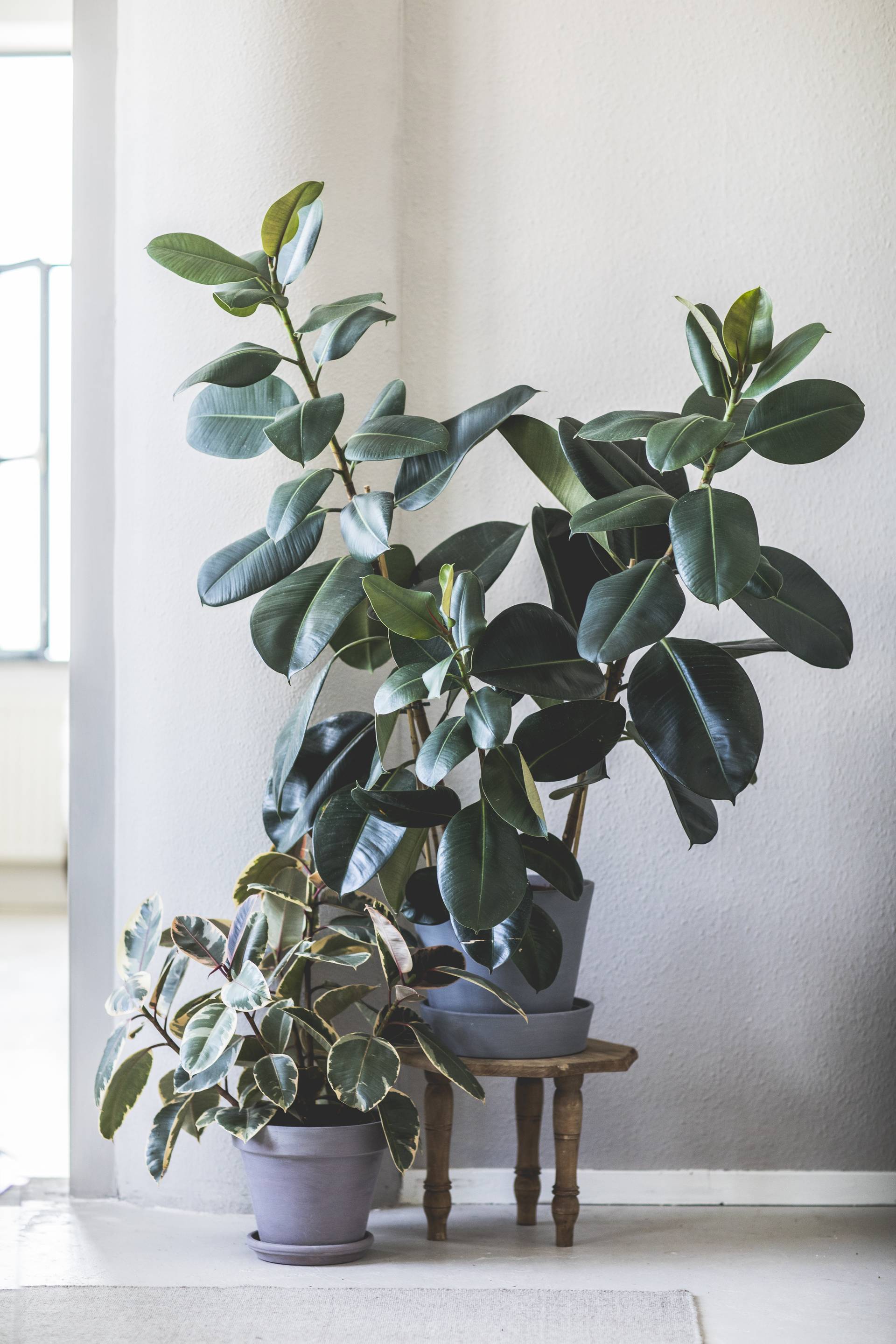 Rubberplanten in potten