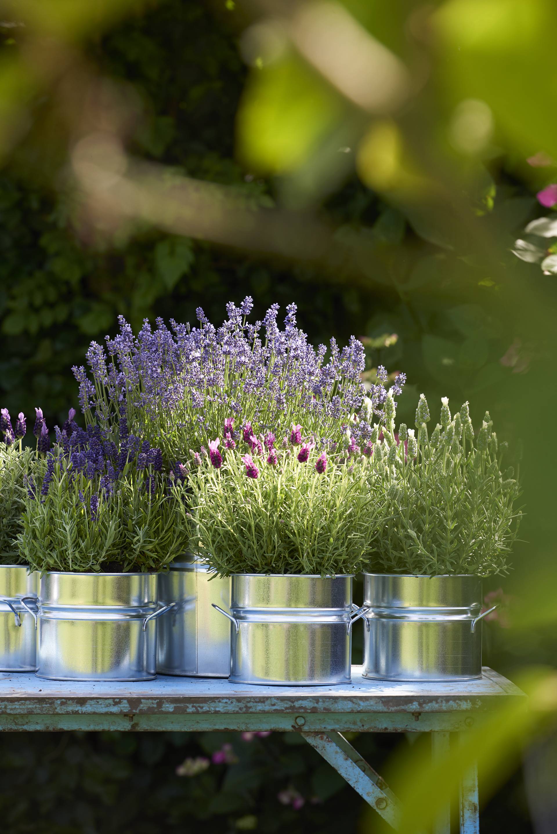 None - b71500a2-3326-4fbd-96be-2fa433d5a704