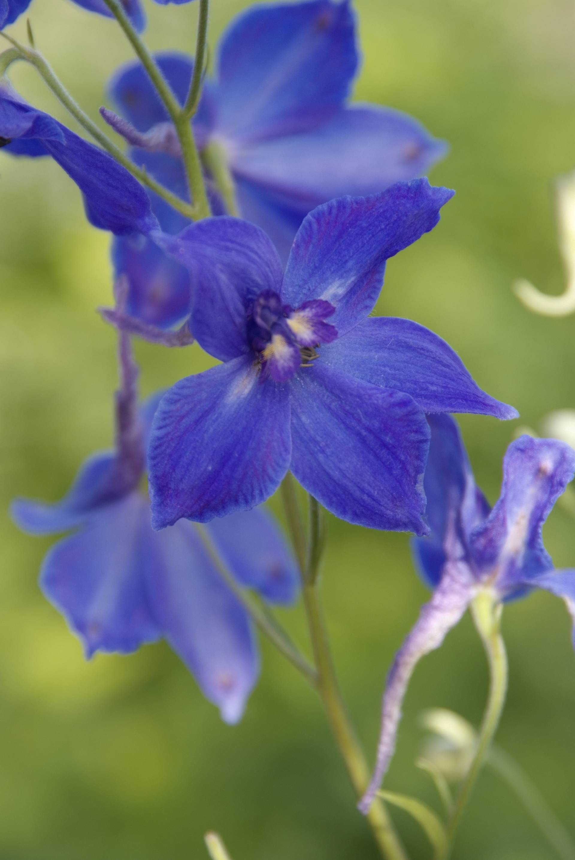 Blauwe ridderspoor (Delphinium)