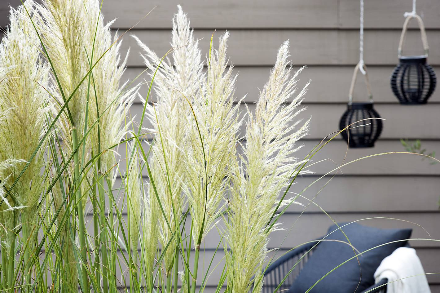 Pampasgras