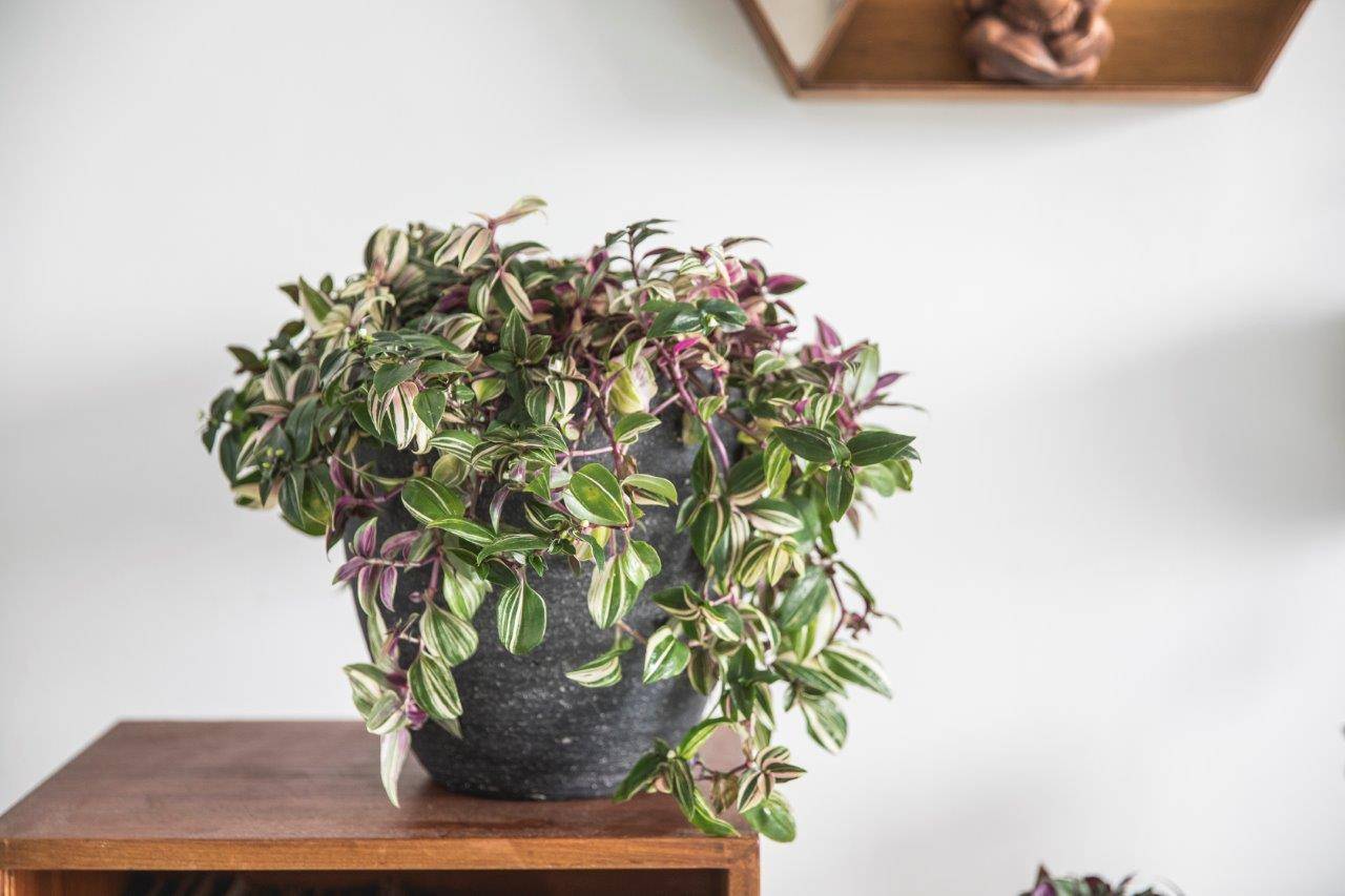 None - cb7a56dc-e591-4119-894e-52032c04ce49