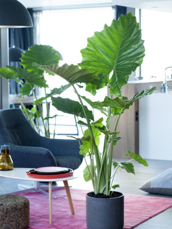 Zimmerpflanzen-Guide - Plants & Flowers Foundation