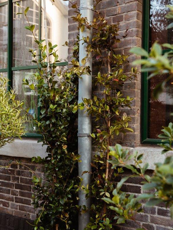 toscaanse jasmijn tegen regenpijp