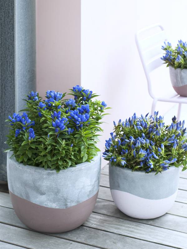 Bloempotten met blauwe gentiaan