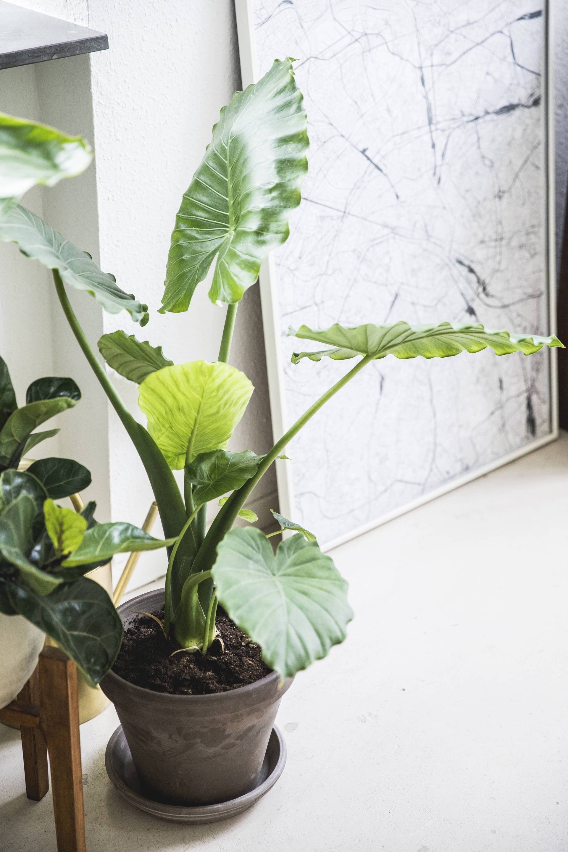 None_-_540062d2-2c58-466a-bfa5-b27b8379df01.original